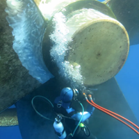 Seaweed Diving